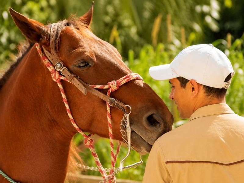 Rancho Bonanza: Mayan Jungle Horseback Ride & Cenote