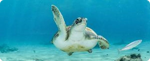 Snorkel